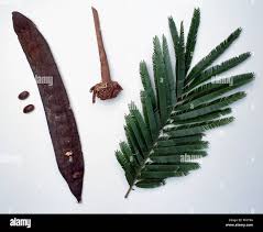 Image result for Parkia