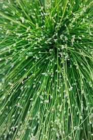 Image result for Isolepis