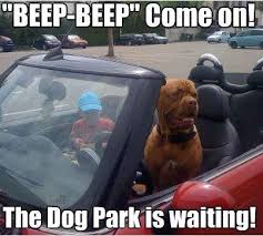 Doggie Funnies And Some Cat Stuff Too Funny Dog Photos Bordeaux Dog Dog Park