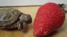 Check spelling or type a new query. Turtle Eating Strawberry Gifs Tenor