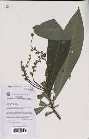 Image result for Argomuellera