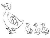 Ducks in the pond for colouring. Duck Coloring Pages