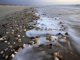 Beach Photos National Geographic Cumberland Island Beach Photos Beautiful Beaches
