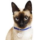 Balinese cat price range. Balinese kittens for sale cost ...