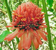 Image result for Etlingera elatior