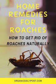 Home Remedies For Roaches How To Get Rid Of Roaches Naturally Herbal Remedies Herbal Cure Health Knowledge
