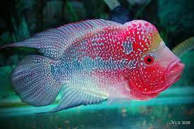 In Malaysian Culture The Luohan Or Flowerhorn Fish Is Associated With Good Fortune Binatang Ikan Warna