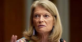 Excuse me, I'm busy running a hand-drawn tram trip for business cats