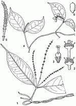 Image result for Gnetum africanum