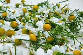 For tea, the flowers are dried and then can be infused in hot water to make a tea that boasts an earthy, slightly sweet taste. Making Chamomile Tea Dried Flower Craft