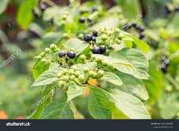 Image result for Solanum scabrum