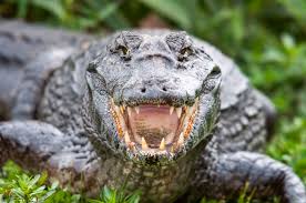 How Fast Can A Crocodile Run? Faster Than Most People!