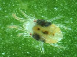 Image result for spotted spider mite