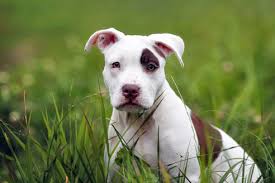 Pitbull‏подлинная учетная запись @pitbull 10 ч10 часов назад. American Pit Bull Terrier 2020 Charakter Wesen Hunde Fan De