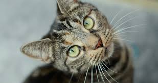 Sadly, cats only need to drink a teaspoon of antifreeze to receive a lethal dose. How To Spot If Your Cat Has Anti Freeze Poisoning Wood Green The Animals Charity