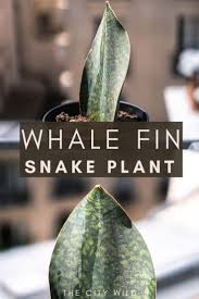 But i'm nervous about the big leaf. Sansevieria Masoniana Whale Fin Snake Plant Care Guide