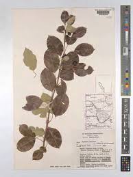 Image result for Ozoroa kassneri