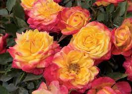Flowering roses require a lot of water, and they quickly dry off in pots. Grow A Miniature Rose Indoors Hgtv