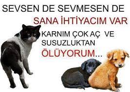 dilek aydin adli kullanicinin ozlu sozler panosundaki pin hayvan haklari hayvanlar hayvan