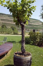 Mitunter trauen sich hobbygärtner nicht, im eigenen garten weintrauben anzubauen. Wein Im Eigenen Garten Anbauen Ndr De Ratgeber Garten