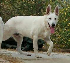 Adopt german shepherd dogs in texas. Large White German Shepherd Puppies Akc For Sale In San Antonio Texas Classified Americanlisted Com