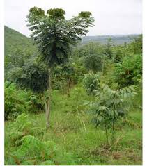 Image result for Millettia