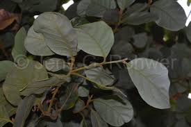 Image result for Beilschmiedia michelsonii