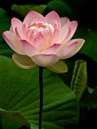 In buddhist tradition, lions also represent power and strength, but also wisdom, wealth, enlightenment and protection. 7 Best Resilience Symbol Ideas Resilience Symbol Resilience World Turtle Day