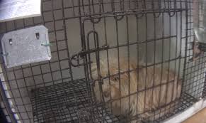 If you are heading to ny puppy club, there are plenty of options nearby. Breaking News Hsus Investigation Connects New Jersey Pet Stores To Notorious Midwest Puppy Mills A Humane World