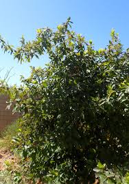 These trees are spread across. Quercus Polymorpha Wikipedia