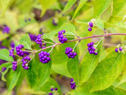 We did not find results for: Beautyberry Shrub Plant Care Growing Guide