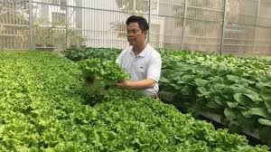 Rau thủy sinh cần được rửa sạch và nấu chín để loại bỏ hoàn toàn nang trùng sán lá 