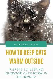 How To Keep Cats Warm Outside 4 Steps To Keep Outdoor Cats Warm This Winter Outdoor Cat Shelter Outdoor Cats Cat Shelters For Winter