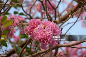 Image result for Tabebuia heterophylla
