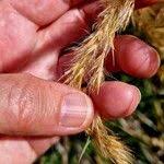 Image result for Phragmites mauritianus