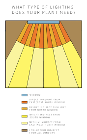 A Complete Guide To Lighting For Your Indoor Plants Quiz House Plants Indoor Plants Indoor Plants