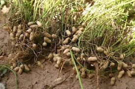 Les Graines De Cacahu Egrave Tes Poussent Sous La Terre Fruits Fruits Et Legumes Legumes