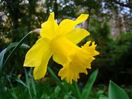 25 Wild Daffodil Lent Lily Bulbs Narcissus Pseudonarcissus Container Flowers Annual Plants Daffodils
