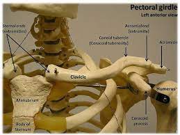 To avoid the formation of a clavicle bone lump, a sling can be used to help the bone heal properly. My Collarbone Is Swollen And I M Scared That It Might Be Cancer Do I Have To Be Worried About This Quora
