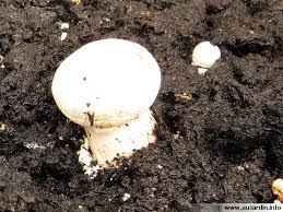 Préparation d'un substrat de culture à base de marc de café, puis inoculation avec pleurotus pulmonarius sur seigle colonisé. La Culture Des Champignons