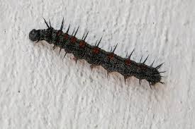 Florida is way too far south for a. 114 Spiked Caterpillar Photos Free Royalty Free Stock Photos From Dreamstime