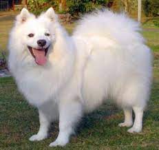top 20 indian dog breeds purchasing price and care spitz puppy japanese spitz dog dog breeds