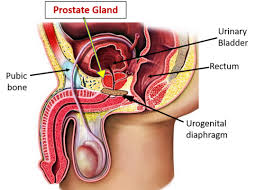 Image result for Prostate Anatomy