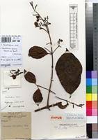 Image result for Combretum fuscum