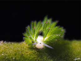 It only grows to about 5cm compared to the max 1cm of the leaf sheep. Adorable Leaf Sheep Sea Slug Costasiella Kuroshimae Aka Leaf Sheep Sea Slug Slugs Cartoon Lamb