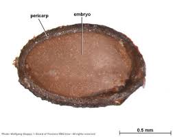 Image result for Equilabium laxiflorum