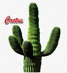 Cactus Triangulo De Cactus Nombre Imagen Png Imagen Transparente Descarga Gratuita