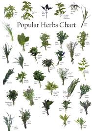 Many herbs have been valued because of their potential to nourish and feed people. Pin On Health And Exercise