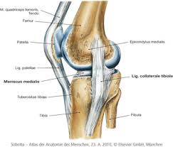 The dominant vascular pedicle to the medial femoral condyle flap is the descending branch of the geniculate artery, but in up to 23% of patients, the superomedial genicular artery emerging from the popliteal fossa may be dominant. Articular Cartilage Lesions Of The Knee Physiopedia