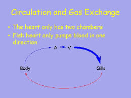 The number of heart chambers, atria and ventricles, mitigates the amount of mixing of oxygenated and deoxygenated blood in the heart as. The Fishes Vertebrate Success In Water Chapter 18